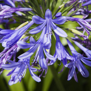Blue Lily of the Nile displays vibrant purple-blue trumpet-shaped flowers with prominent white stamens in a dense spherical cluster.