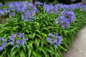 Agapanthus Blue Lily of the Nile displays vibrant purple-blue spherical flower clusters on tall stems above arching green foliage in a garden border.
