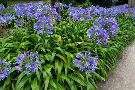 Agapanthus Blue Lily of the Nile displays vibrant purple-blue spherical flower clusters on tall stems above arching green foliage in a garden border.