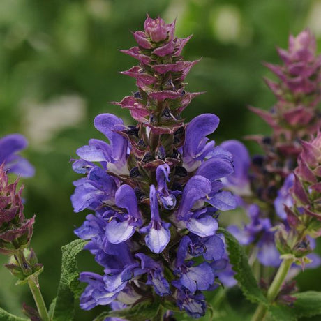 Blue Marvel Salvia - Nature Hills Nursery - #1 Container - 
