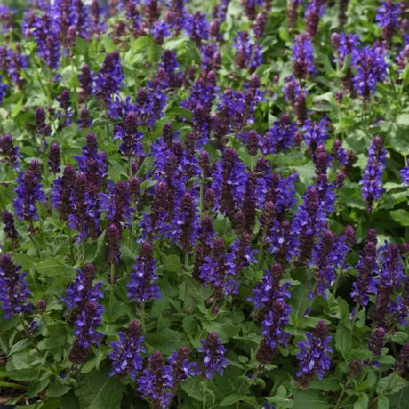 Blue Marvel Salvia - Nature Hills Nursery - #1 Container - 