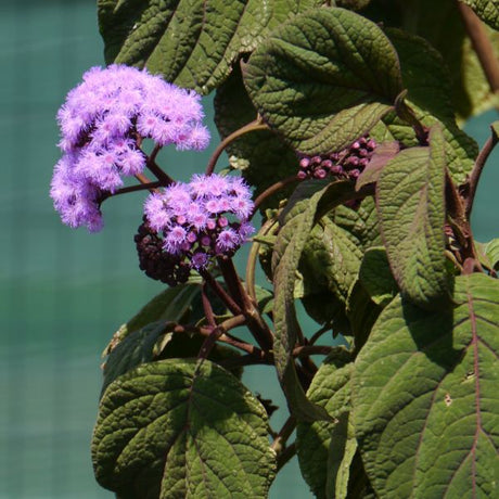 Close-up of blue, purple eupatorium flowers on Blue Mistflower.