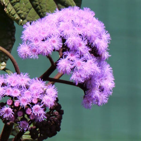 Blue Mistflower (Eupatorium coelestinum), a perennial featuring blue, purple flowers and perennial.