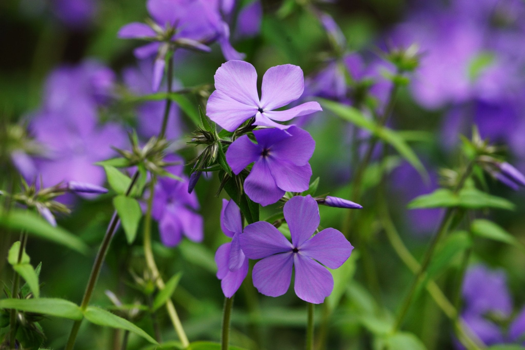 Blue Moon Woodland Phlox - Thumbnail 2