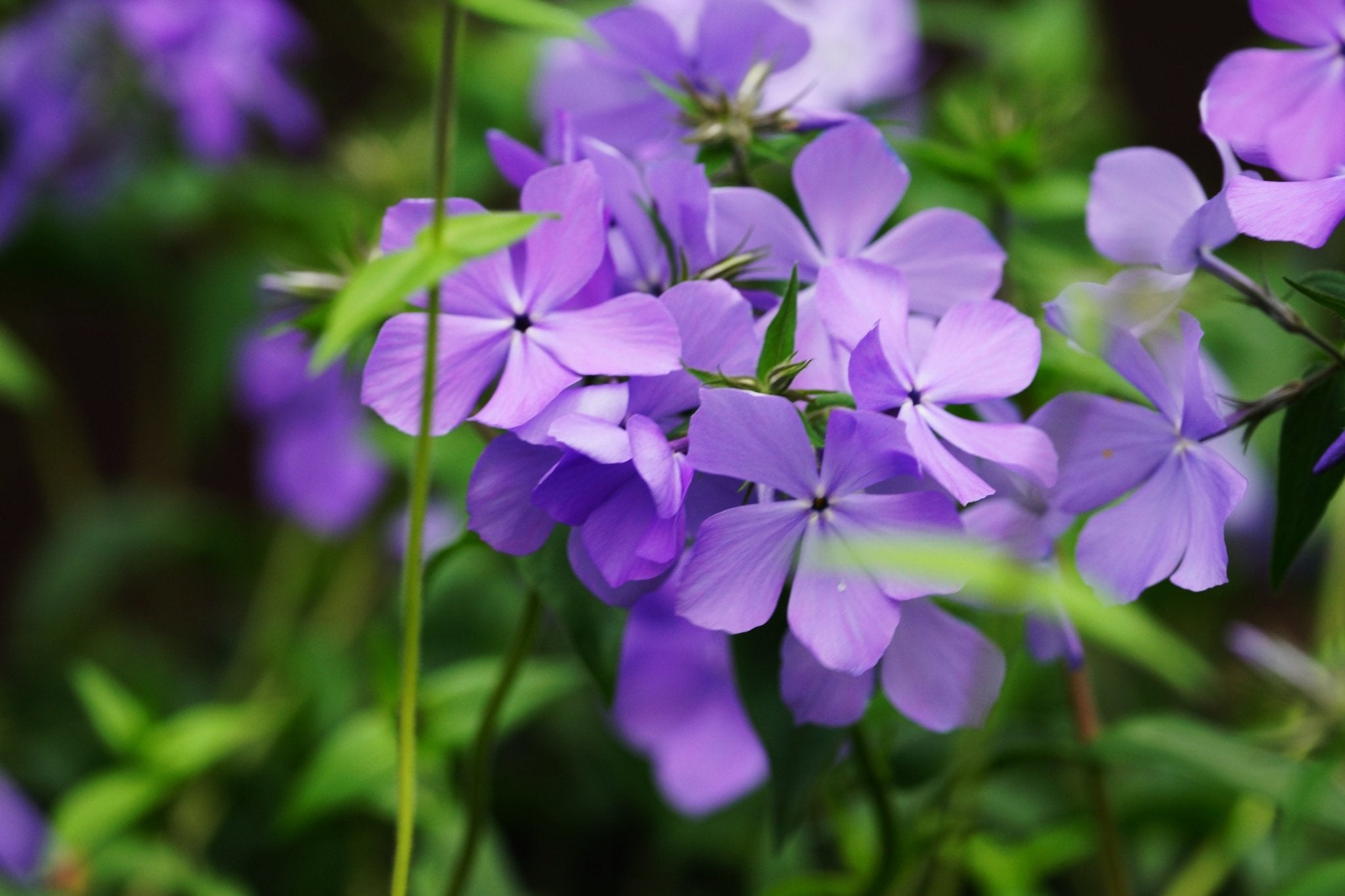 Blue Moon Woodland Phlox | Buy at NatureHills.com