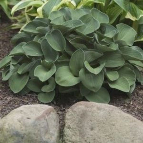 Blue Mouse Ears Hosta