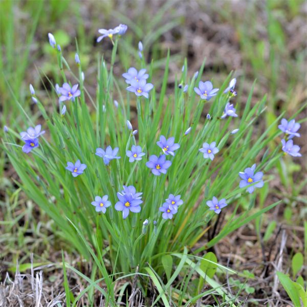 Blue Note Blue Eyed Grass - Nature Hills Nursery - Quart Container - 
