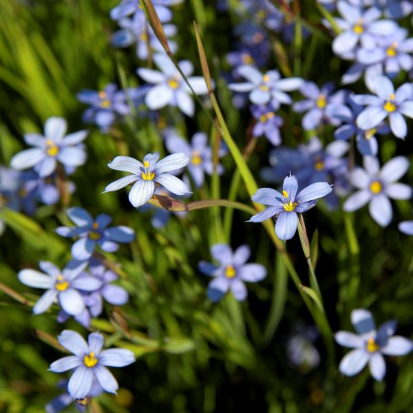 Blue Note Blue Eyed Grass - Nature Hills Nursery - Quart Container - 