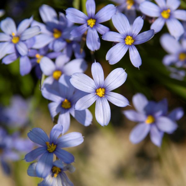Blue Note Blue Eyed Grass - Nature Hills Nursery - Quart Container - 