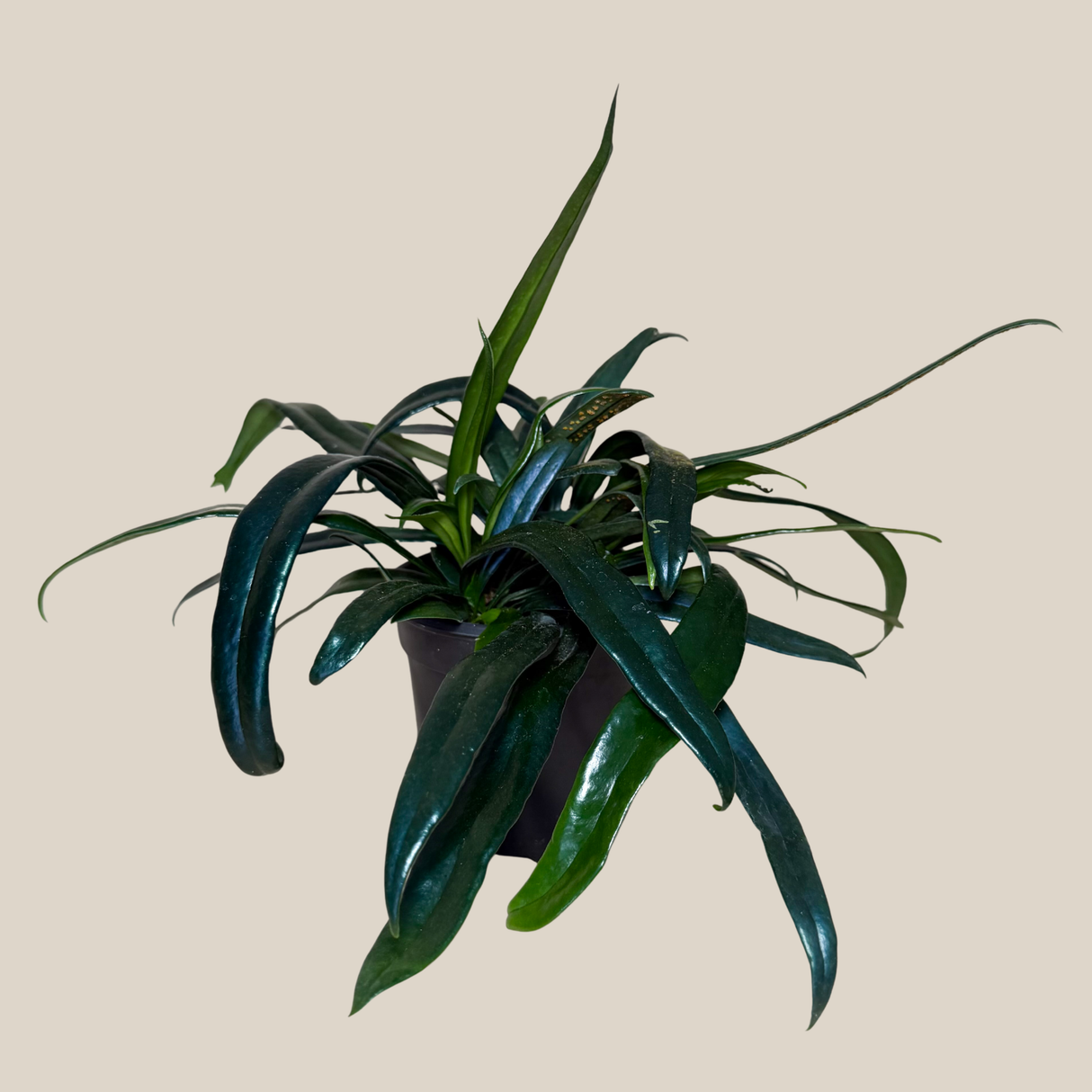 Blue Oil Fern in a 4 inch pot, view 4