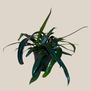 Blue Oil Fern in a 4 inch pot, view 4