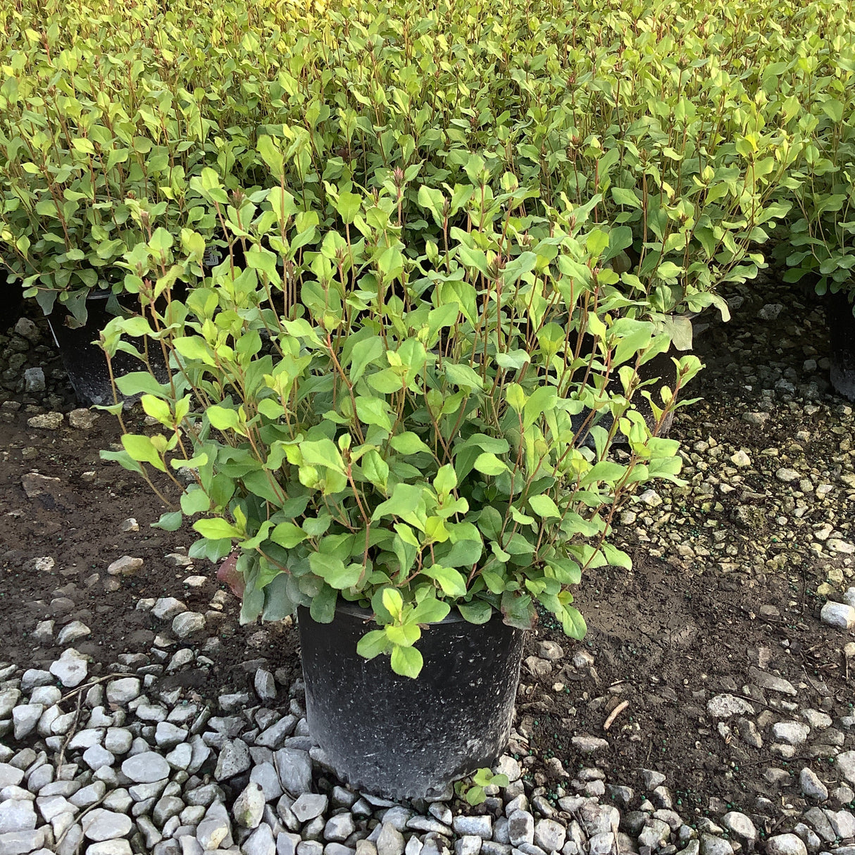 Blue Plumbago Plant