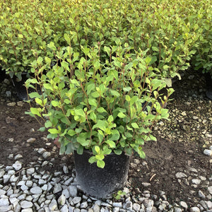 Blue Plumbago Plant