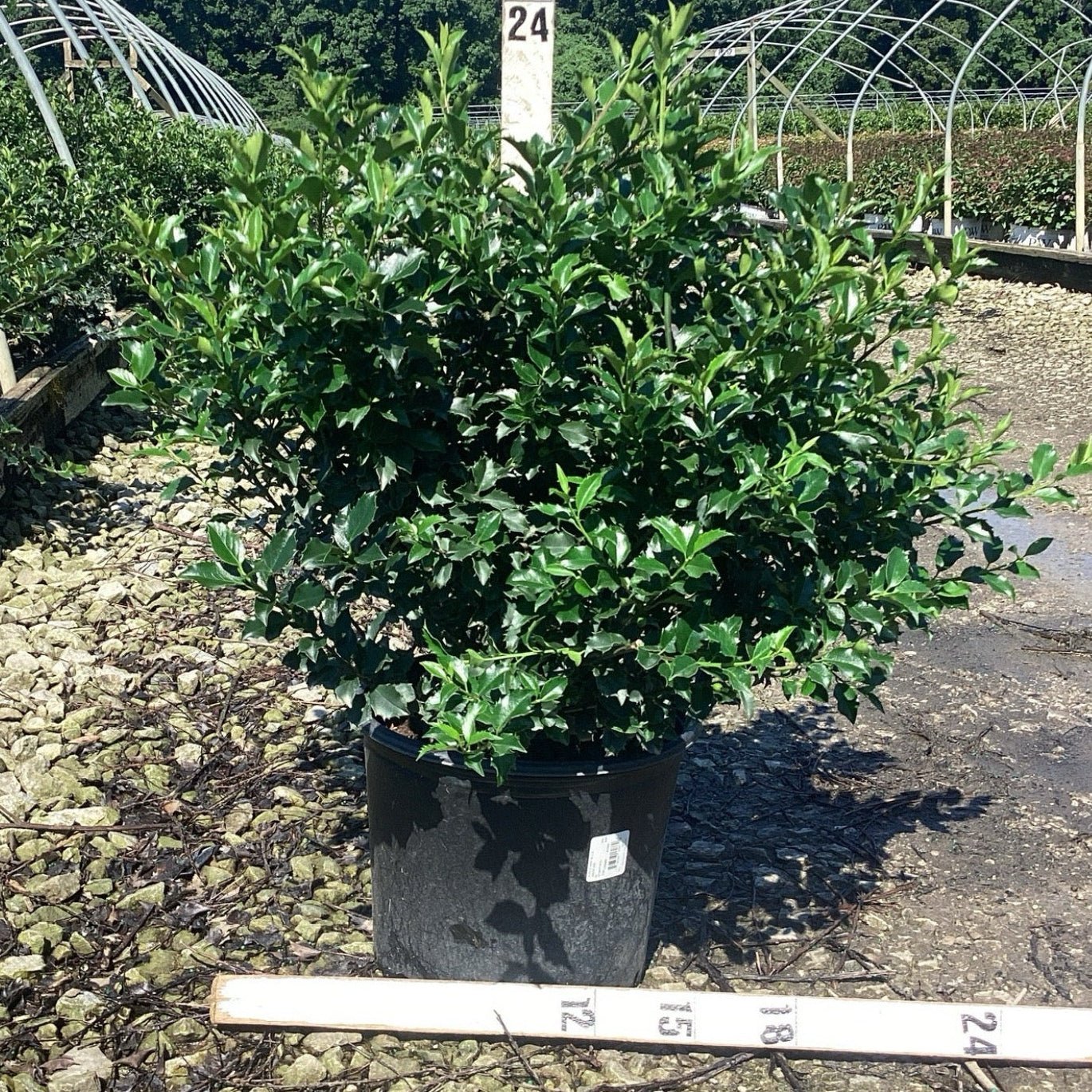 HOLLY フルスーツ 迷彩柄 ブラック Blue Princess Holly for Sale | Nature Hills Nursery