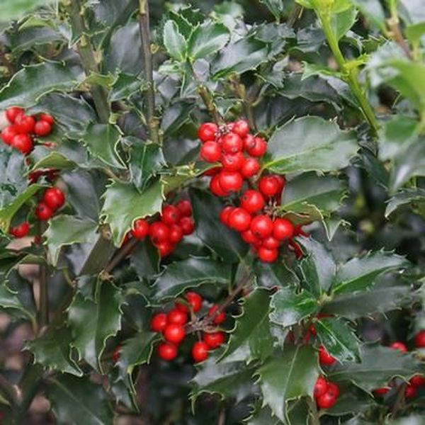 Red Sprite Holly | Buy at NatureHills.com