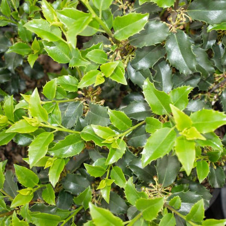 Blue Princess Holly (Ilex x meserveae 'Blue Princess') shrub detail, image 6 of 8.