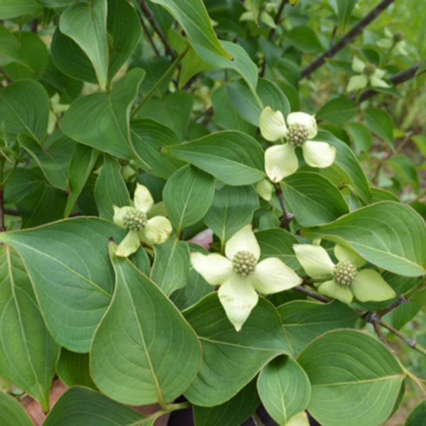 Blue Ray&trade; Kousa Dogwood - Nature Hills Nursery - 2 - 3 Feet Bareroot - 