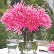 Blue Record Dahlia - Nature Hills Nursery - 3 Pack Bulbs - 