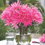 Blue Record Dahlia - Nature Hills Nursery - 3 Pack Bulbs - 
