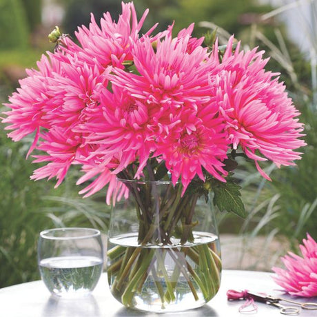 Blue Record Dahlia - Nature Hills Nursery - 3 Pack Bulbs - 
