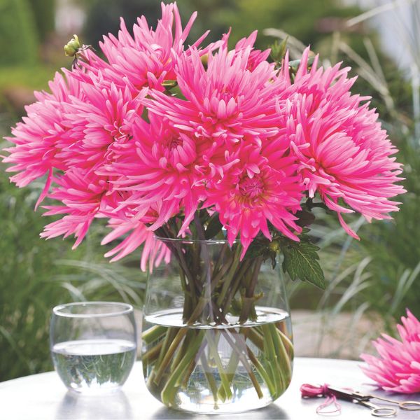 Blue Record Dahlia - Nature Hills Nursery - 3 Pack Bulbs - 