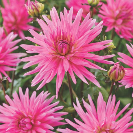 Blue Record Dahlia - Nature Hills Nursery - 3 Pack Bulbs - 