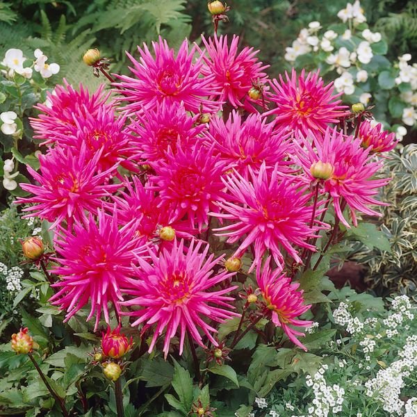 Blue Record Dahlia - Nature Hills Nursery - 3 Pack Bulbs - 
