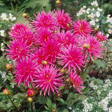 Blue Record Dahlia - Nature Hills Nursery - 3 Pack Bulbs - 