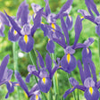 Blue Ribbon Dutch Iris - Nature Hills Nursery - 25 Pack Bulbs - 