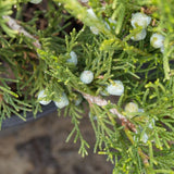 Blue Rug Juniper