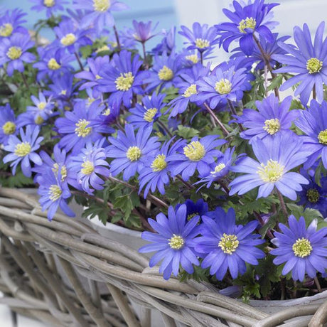 Blue Shades Anemone - Nature Hills Nursery - 25 Pack Bulbs - 