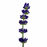 Blue Spear Lavender - Nature Hills Nursery - #1 Container 2 Pack - 