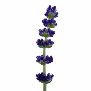 Blue Spear Lavender - Nature Hills Nursery - #1 Container 2 Pack - 