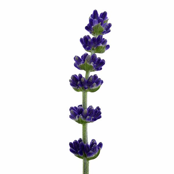 Blue Spear Lavender - Nature Hills Nursery - #1 Container 2 Pack - 