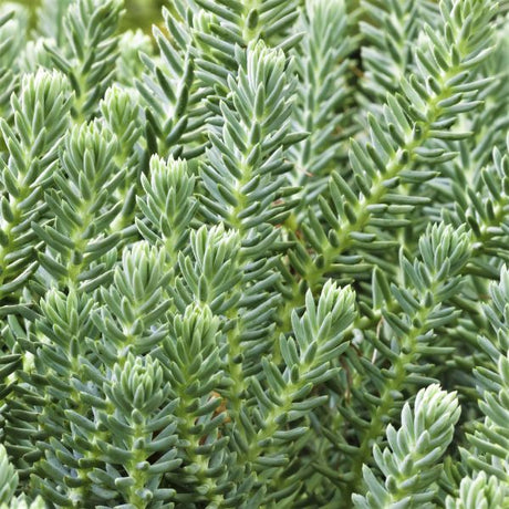 Blue Spruce Sedum - Nature Hills Nursery - Quart Container - 
