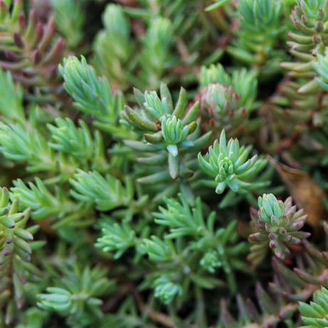 Blue Spruce Sedum - Nature Hills Nursery - Quart Container - 