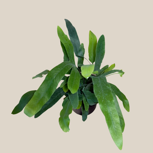 Blue Star Fern in a 4 inch pot, view 3