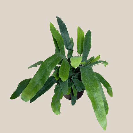 Blue Star Fern in a 4 inch pot, view 3