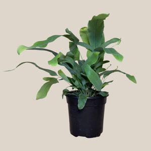 Blue Star Fern in a 4 inch pot, view 4