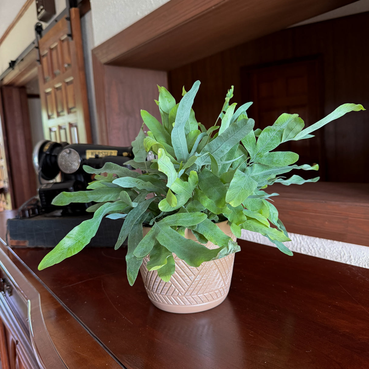 Blue Star Fern in a 6 inch pot, view 2