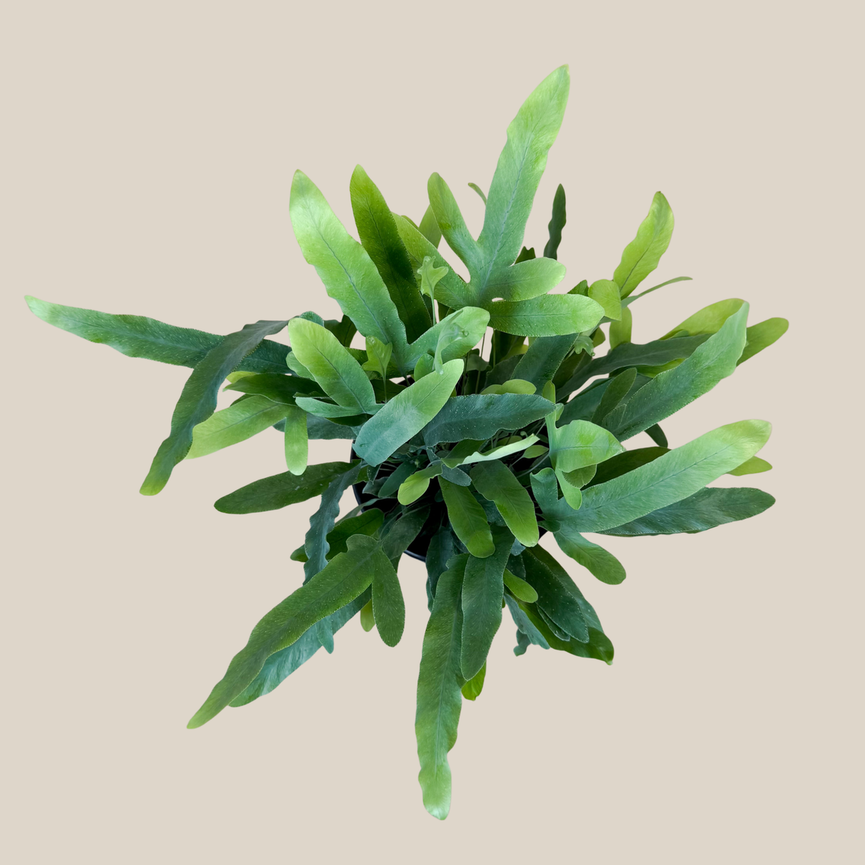 Blue Star Fern in a 6 inch pot, view 3