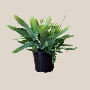 Blue Star Fern in a 6 inch pot, view 4