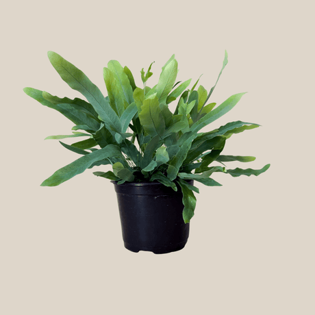 Blue Star Fern in a 6 inch pot, view 4