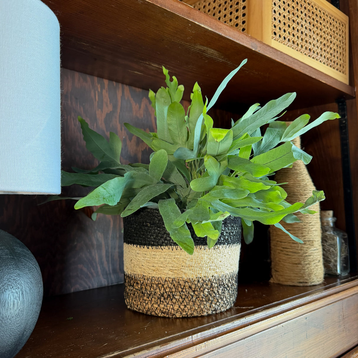Blue Star Fern in a 6 inch pot