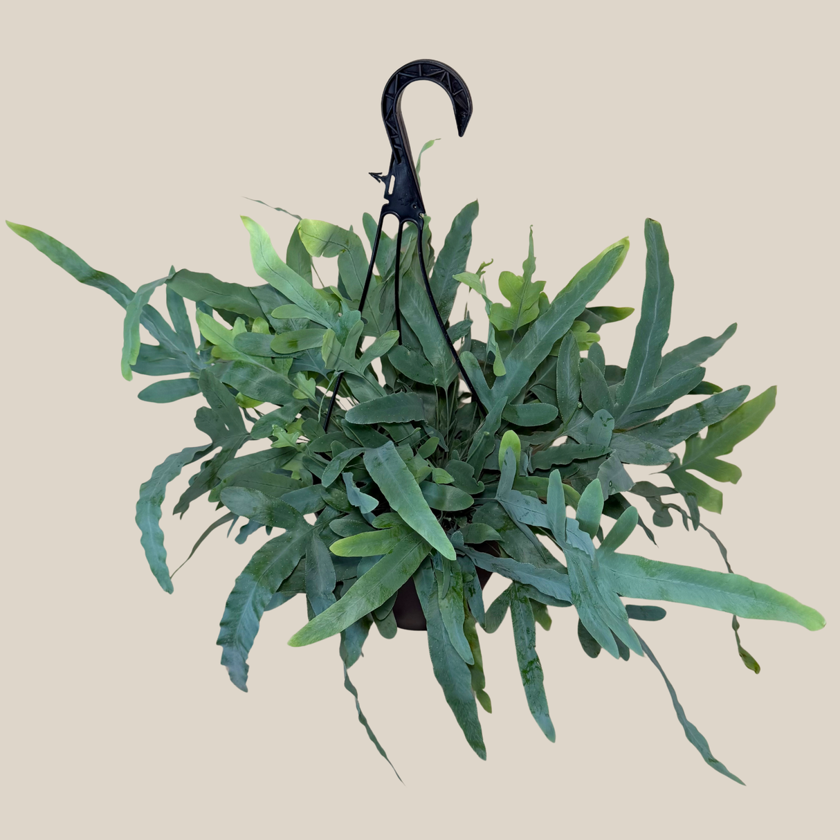 Blue Star Fern in an 8 inch hanging basket, view 2
