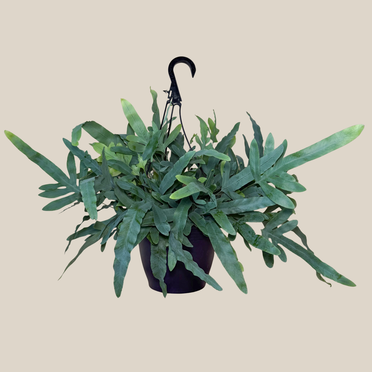 Blue Star Fern in an 8 inch hanging basket, view 3