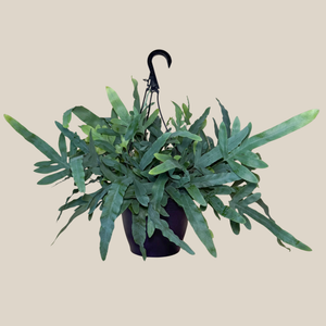 Blue Star Fern in an 8 inch hanging basket, view 3