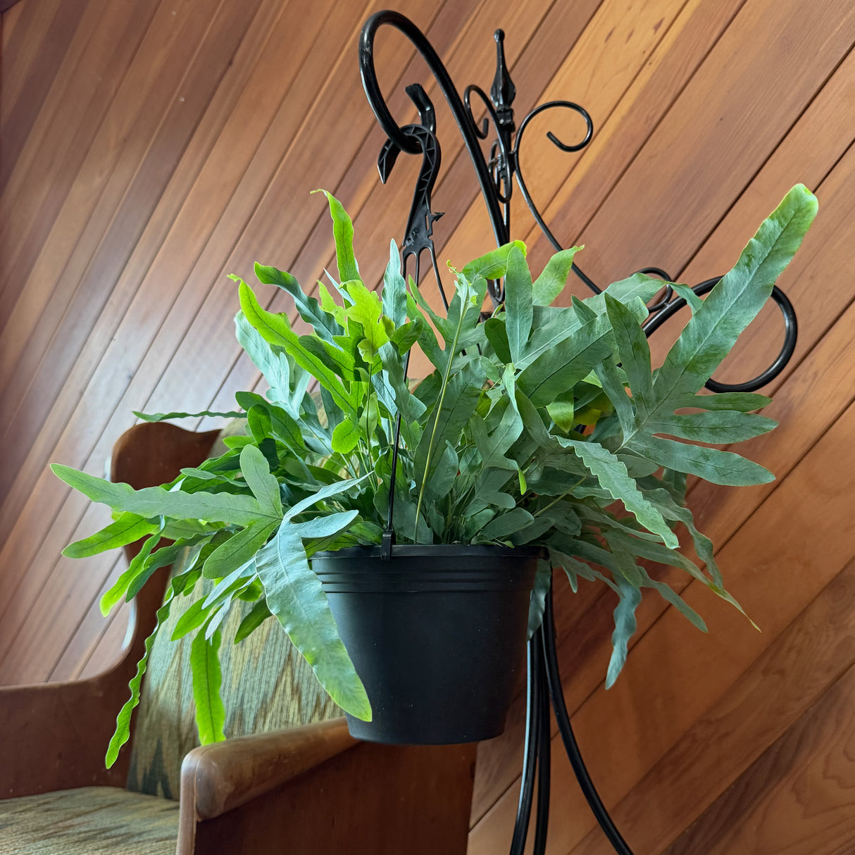 Blue Star Fern in an 8 inch hanging basket