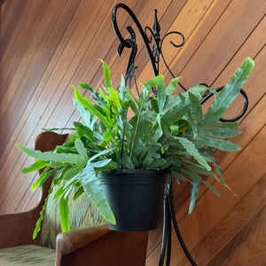 Blue Star Fern in an 8 inch hanging basket