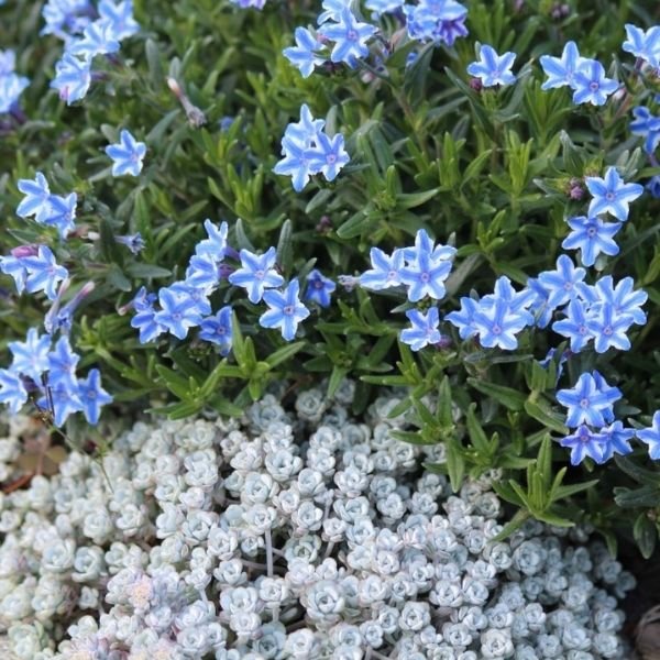 Blue Star Lithodora - Nature Hills Nursery - #1 Container 2 Pack - 